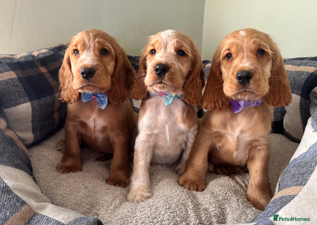 KC Registered Show Type Cocker Spaniels for sale in Llandeilo