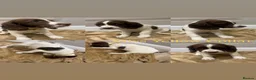 English Springer Spaniel dogs for sale: KC Registered English Springer Spaniel Puppies - Advert 6