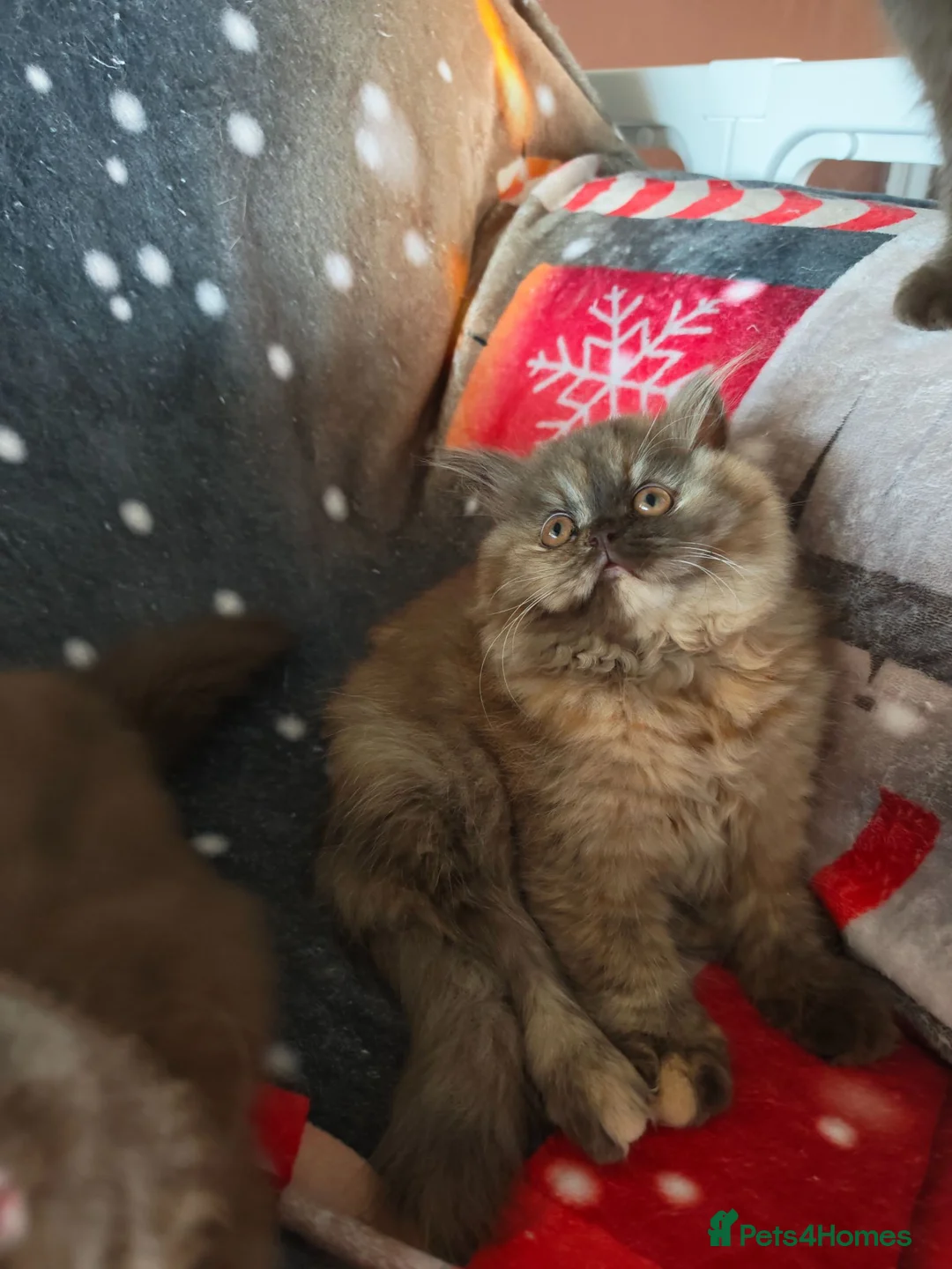 British Longhair cats for sale: British Longhair Chocolate tortie ready to leave  - Advert 2