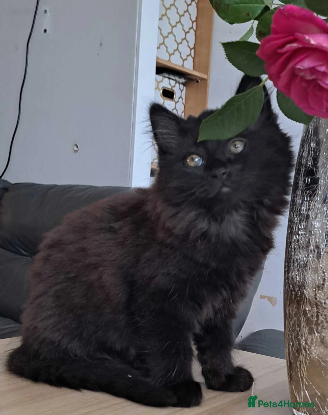 Russian Blue cats for sale: Stunning Russian Blue Cross Available 🐾 - Advert 18