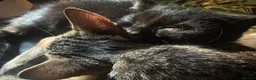 Mixed Breed cats for sale: 3 kittens for sale - Advert 4