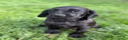 Cockerdor dogs for sale: Cocker x labrador - Advert 12