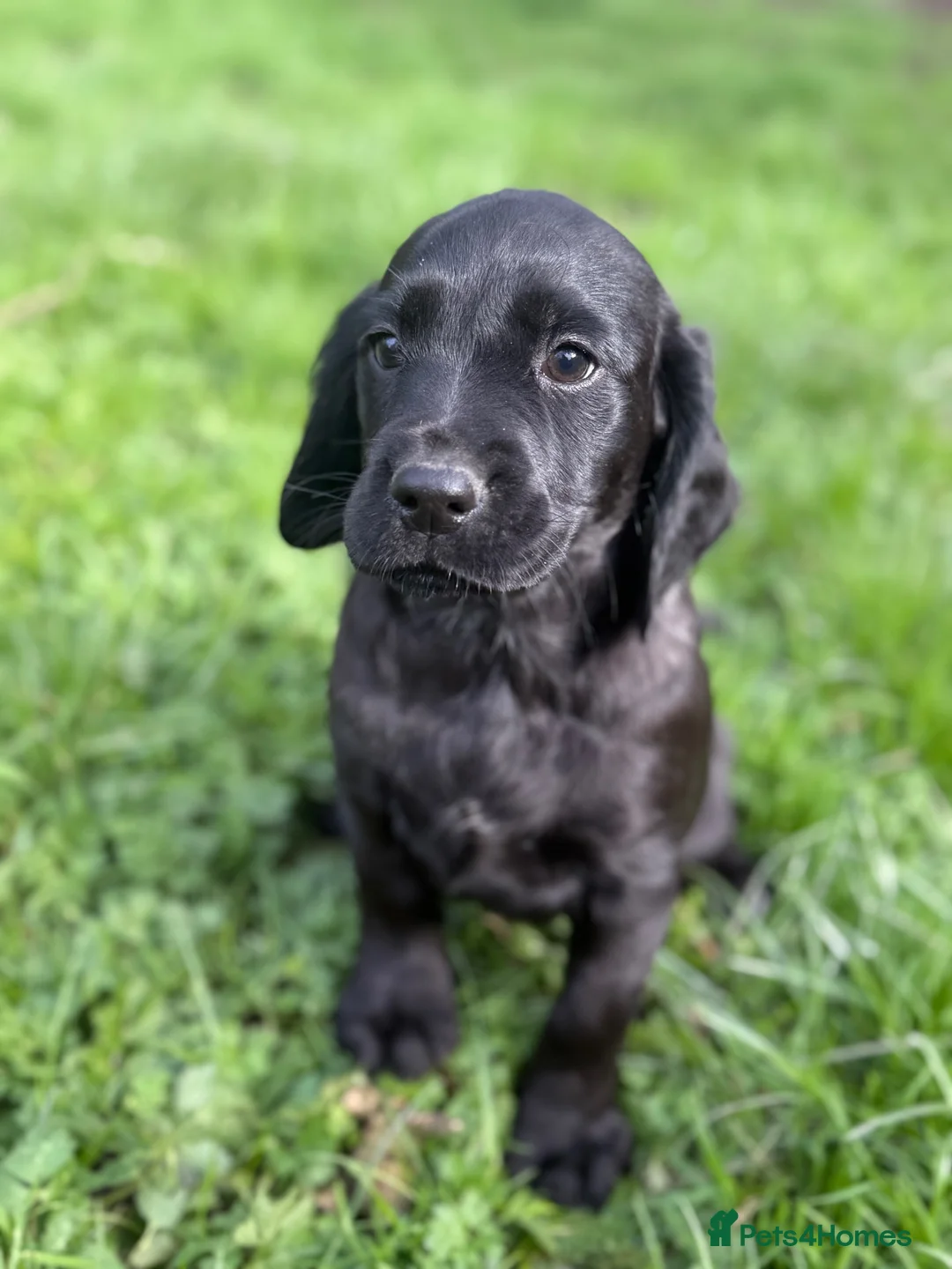 Cockerdor dogs for sale: Cocker x labrador - Advert 12