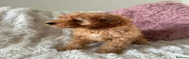 Cavapoo 2