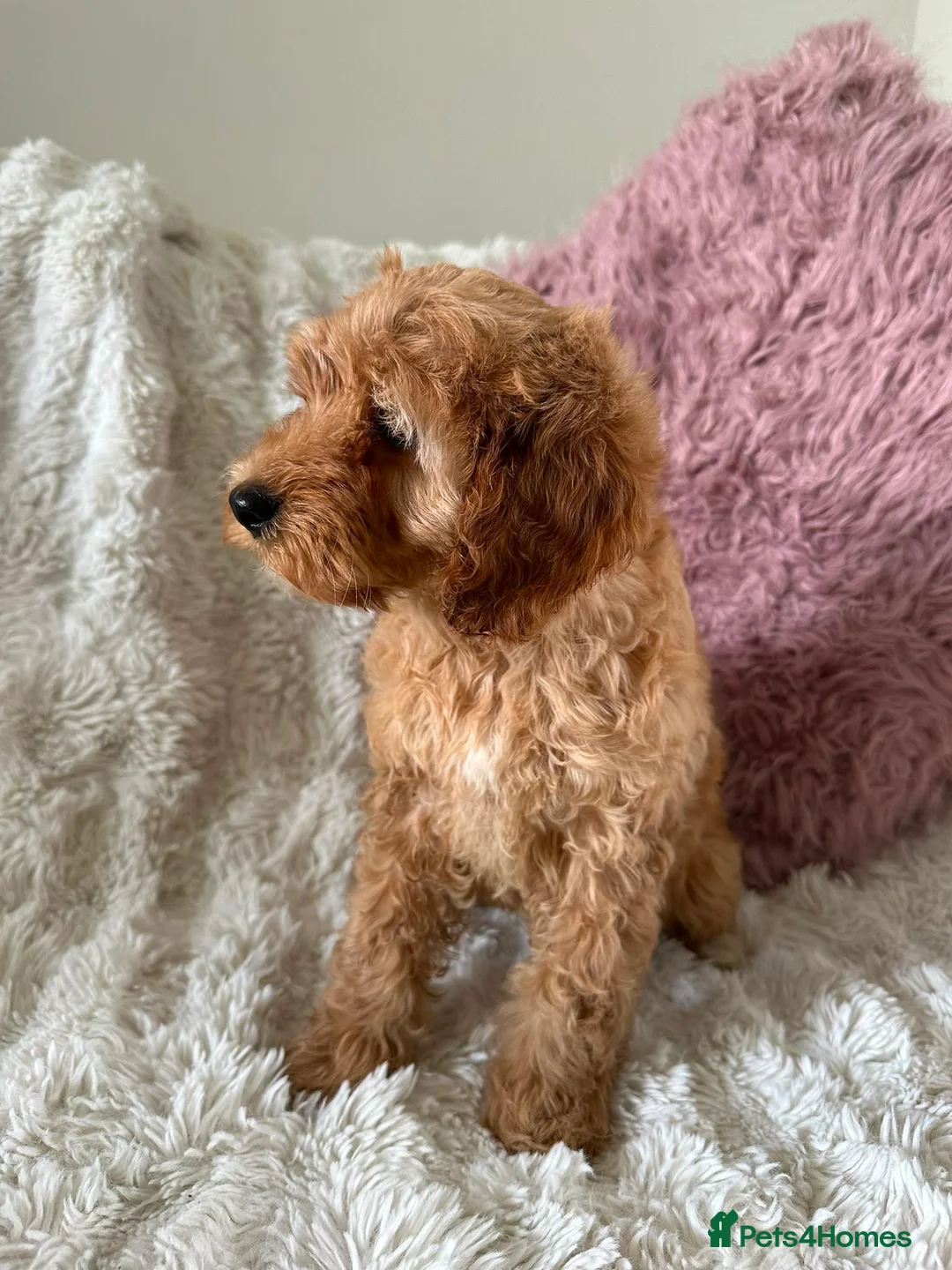 Cavapoo dogs for sale: Beautiful fluffy cavapoos - Advert 2