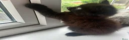 Mixed Breed cats for sale: ❤️ beautiful long-haired kittens boy and girl ❤️ in Luton - Advert 5