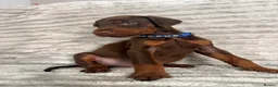 Dobermann dogs for sale: EuropeanDobermanPuppies - Advert 16