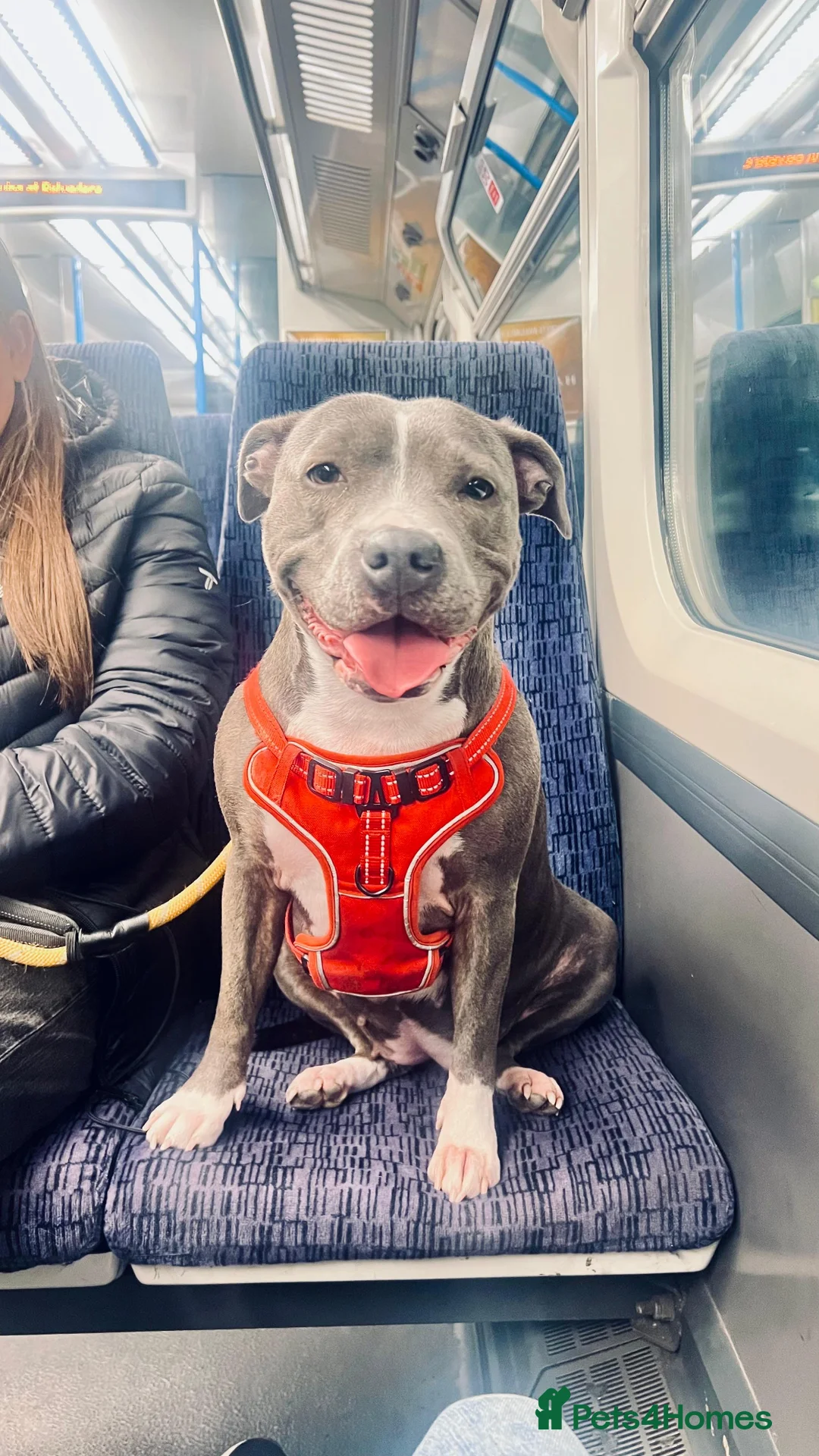 Staffordshire Bull Terrier dogs for sale: BLUE STAFFY LITTER DUE IN MAY - Advert 2