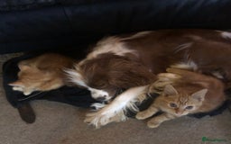 Mixed Breed cats for sale: Rescued feral farm kittens  - Image 11