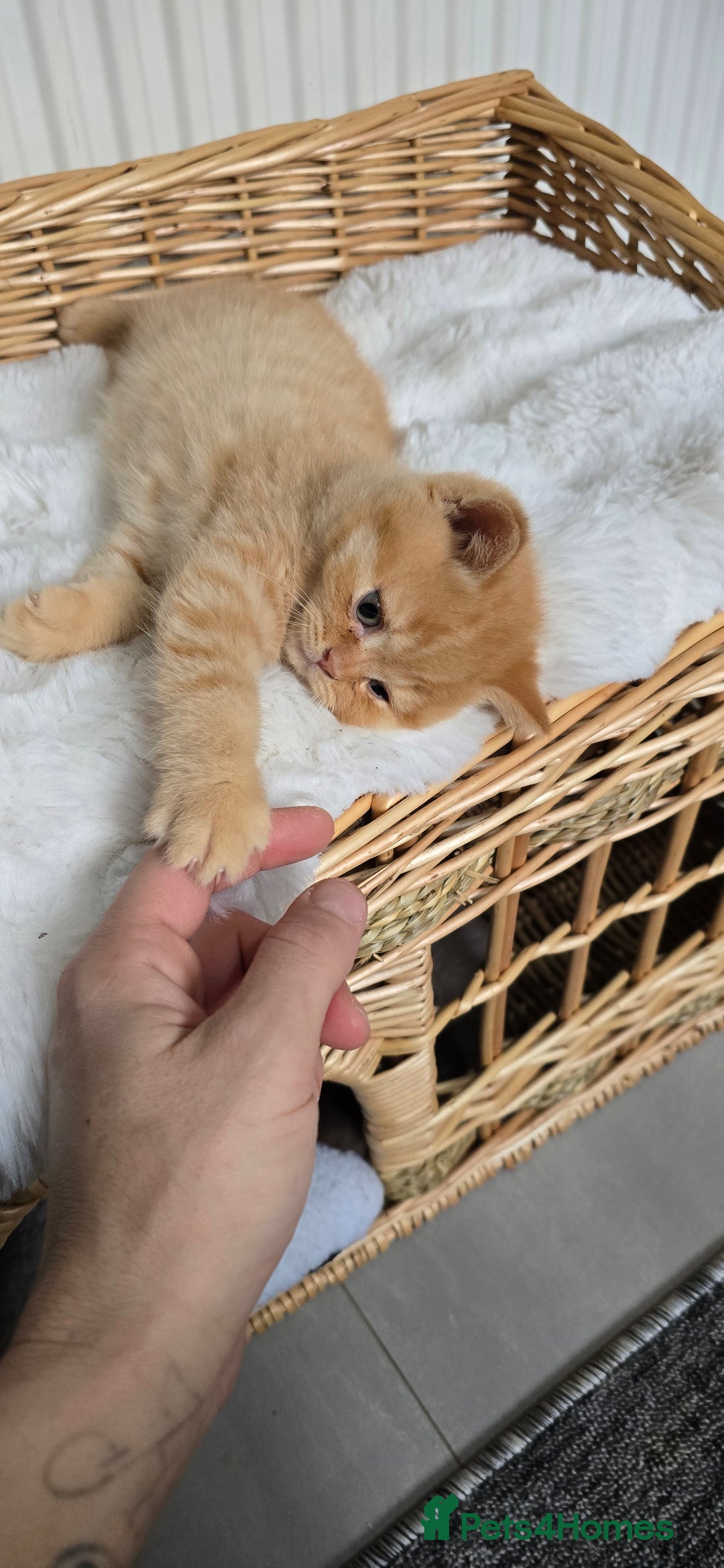 British Shorthair cats for sale: ✨ British Shorthair & Longhair Kittens Available ✨ - Advert 7