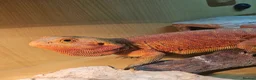 Bearded Dragon reptiles for sale: Gizmo in Birmingham - Advert 3