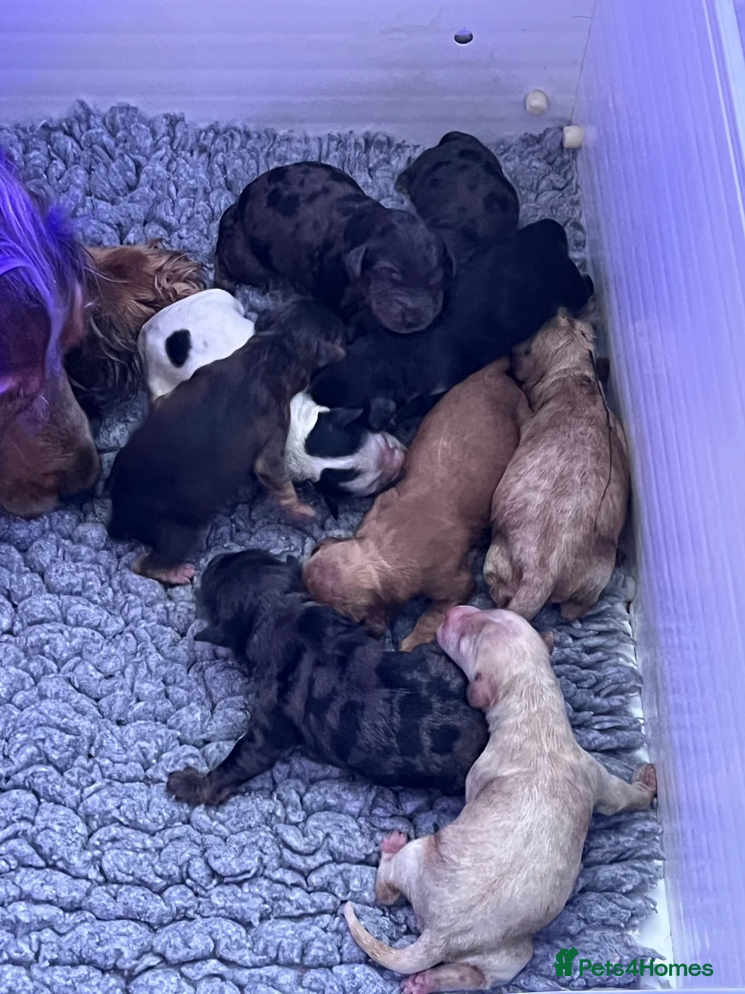 Cockapoo dogs for sale: Beautiful f1 cockapoo puppies  - Advert 16