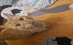 Mixed Breed cats for sale: One beautiful kitten - Image 8