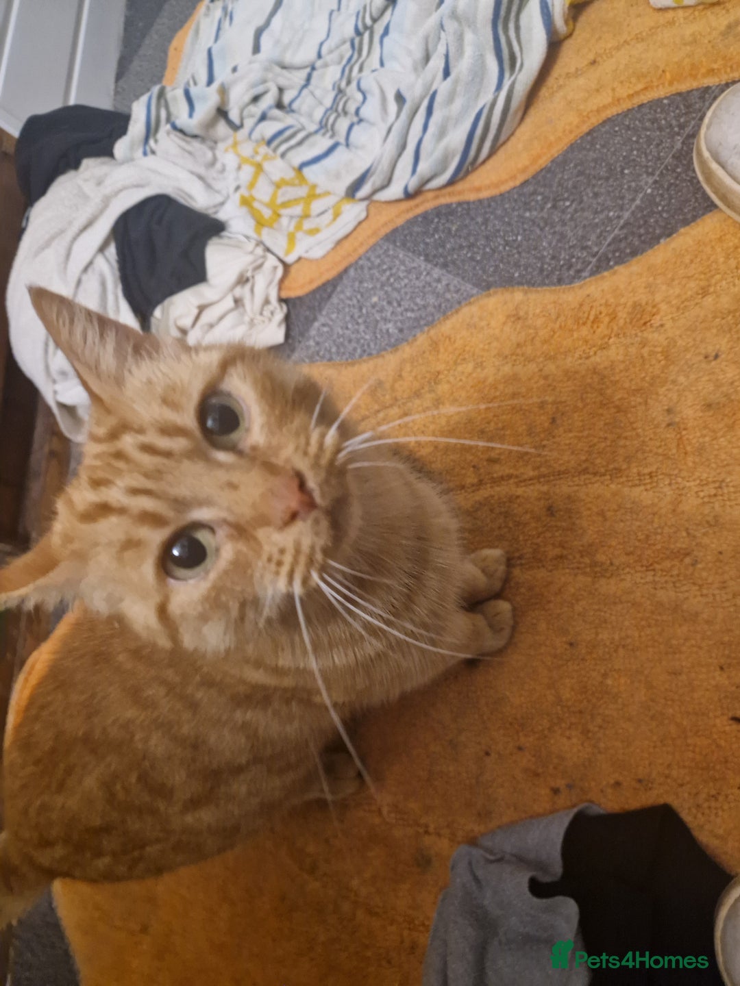 Mixed Breed cats for sale: One beautiful kitten - Image 8