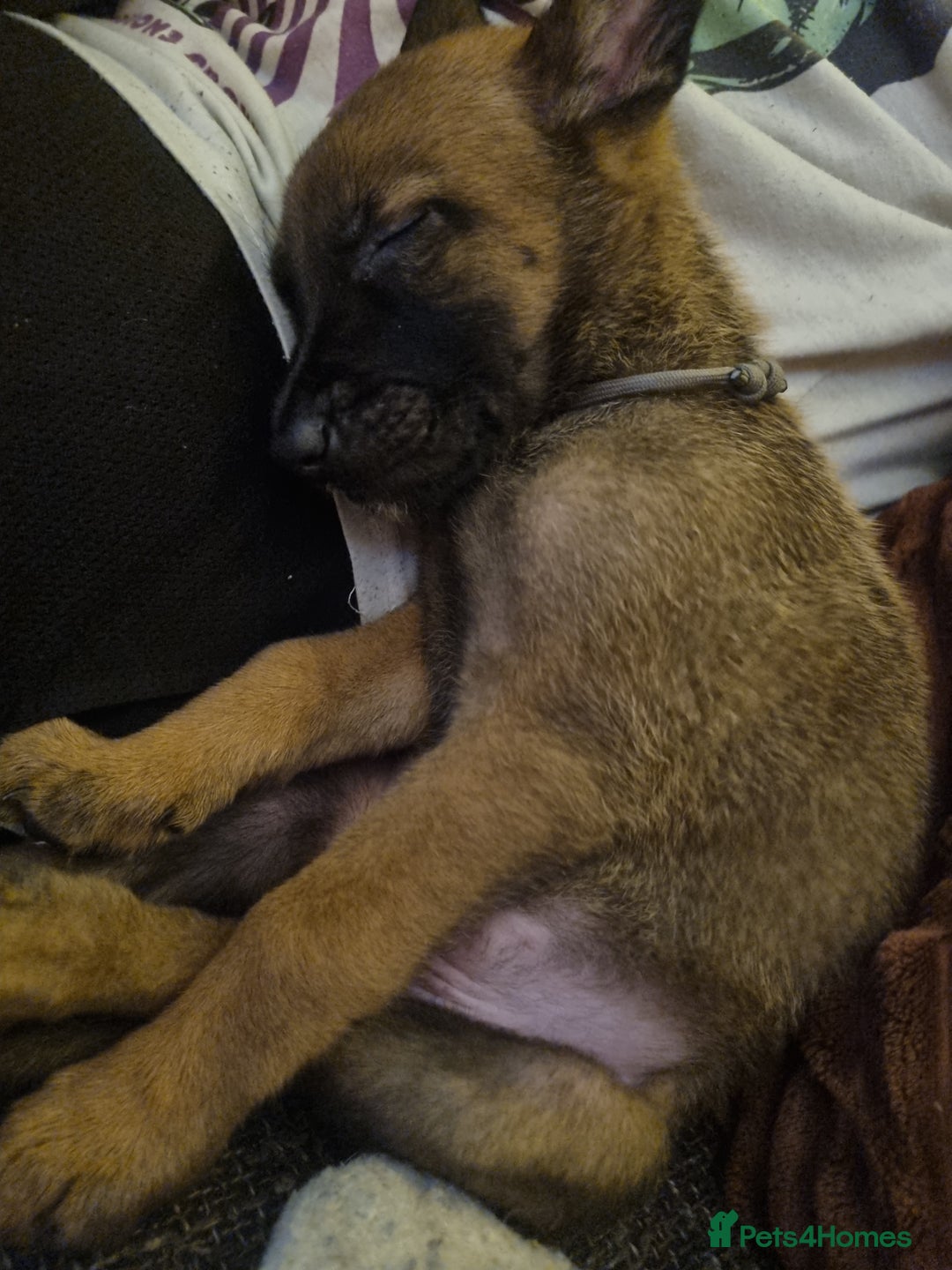 Belgian Shepherd Dog dogs for sale: 13/14 weeks Female malinois for sale £450  - Image 3