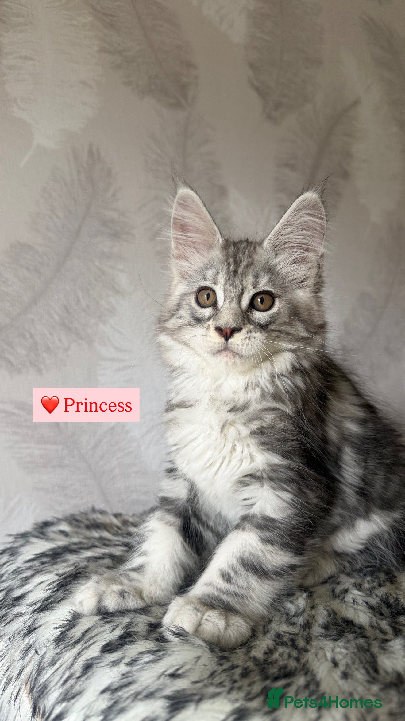 Maine Coon cats TICA registered Maine Coon kittens - Advert 1