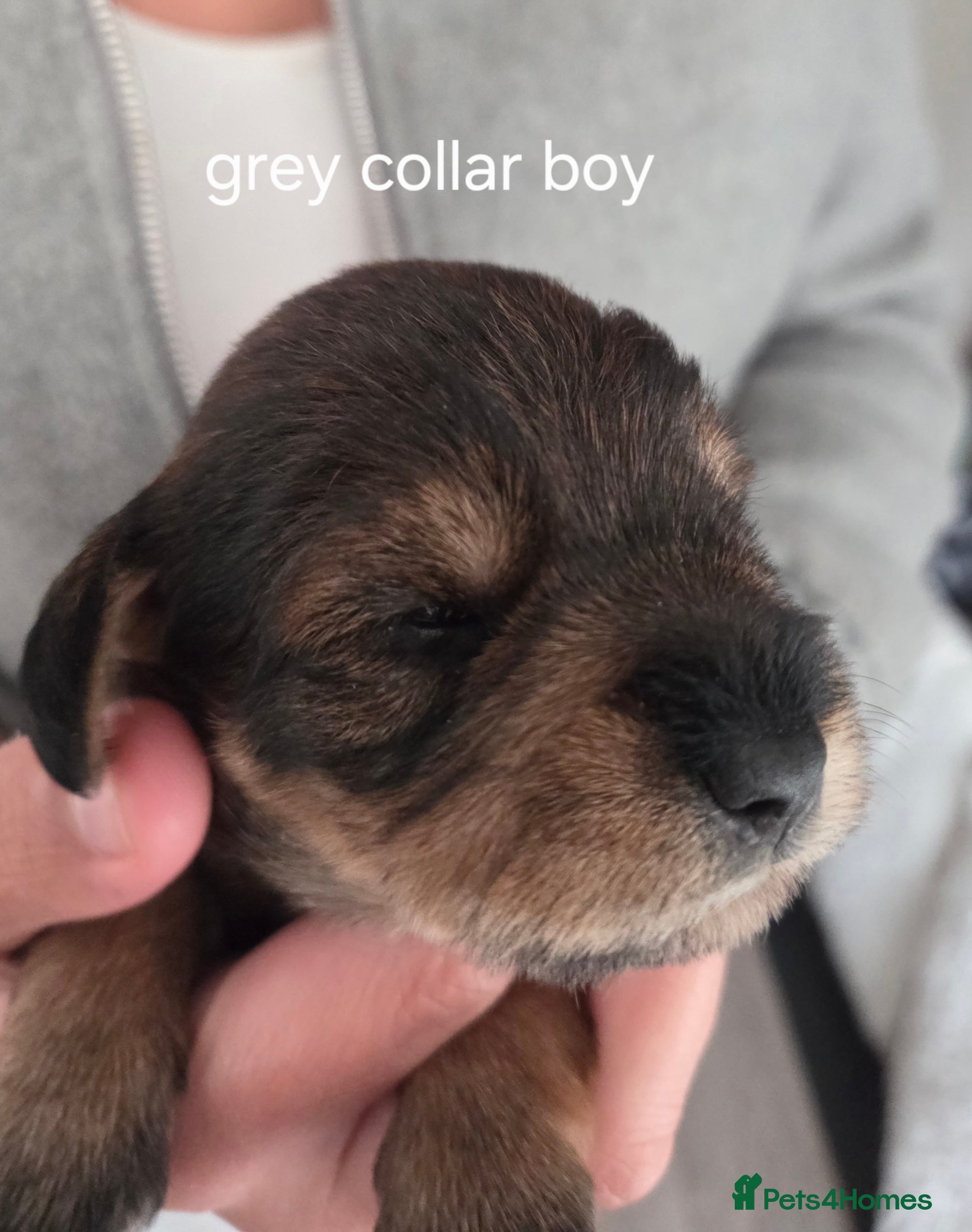 Mixed Breed dogs Schnockerpoo (cockapoo cross mini schnauzer) - Advert 17