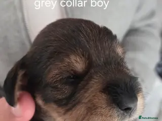 Mixed Breed dogs Schnockerpoo (cockapoo cross mini schnauzer) - Advert 17