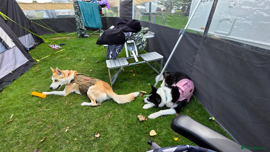 Mixed Breed dogs for sale: 18month ginger husky/collie boy - Advert 11