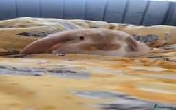 French Lop rabbits for sale: Beautiful French Lop bunnies - Image 3