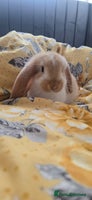 French Lop rabbits Beautiful French Lop bunnies - Advert 2