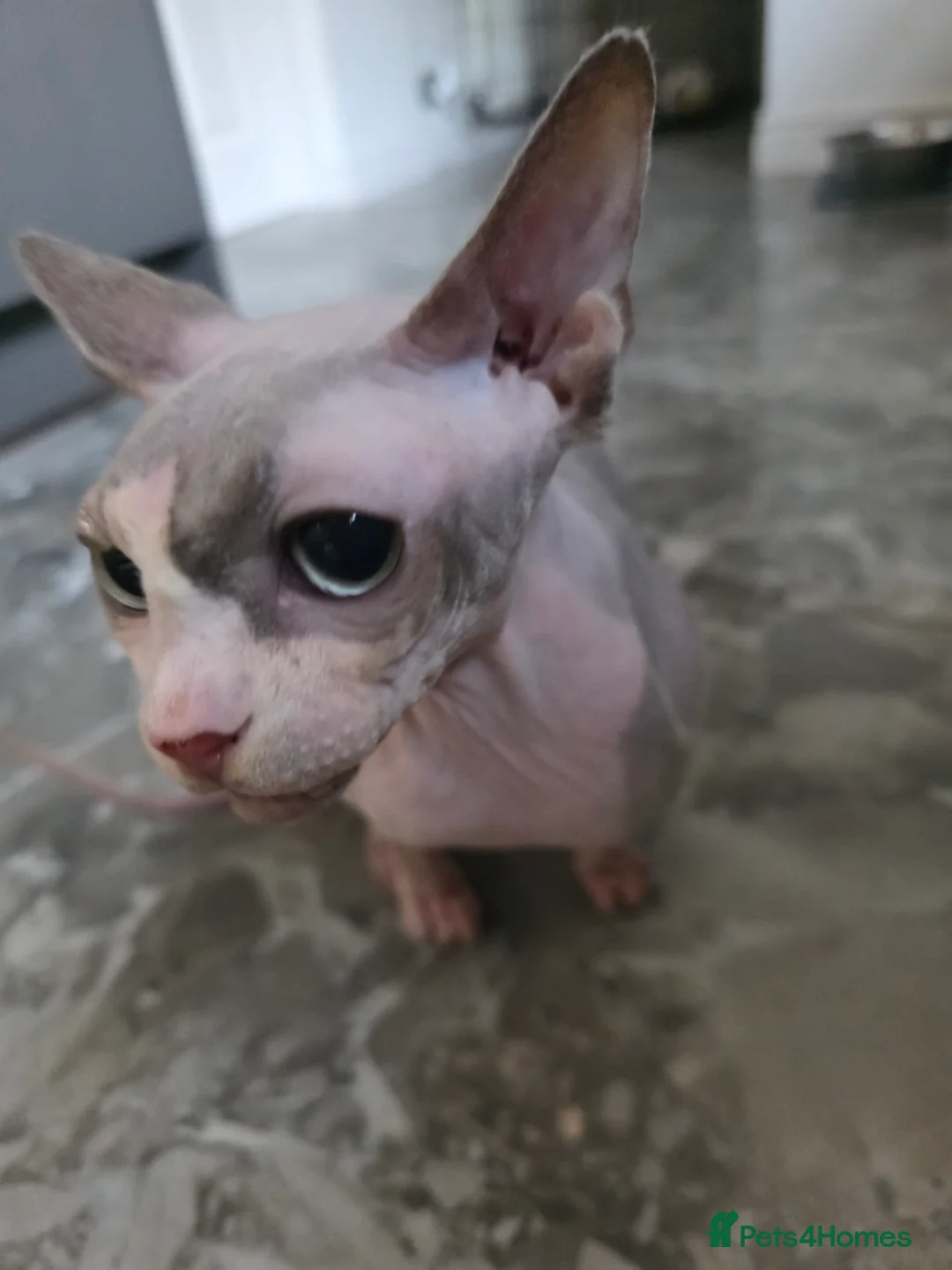 Sphynx cats for sale: Female sphynx for rehoming - Advert 5