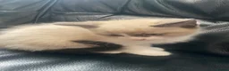 Mixed Breed cats for sale: Kittens  - Advert 10
