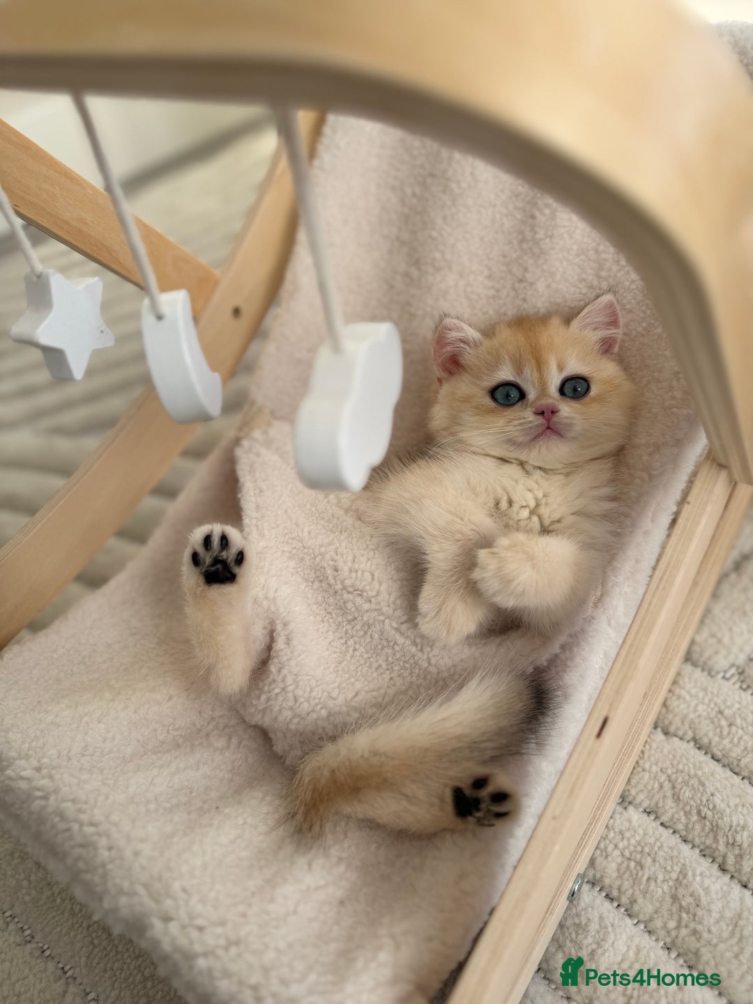 British Shorthair cats for sale: Golden British shorthair kittens - Advert 26