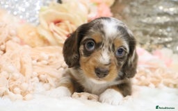 Miniature Dachshund dogs for sale: KC Miniature Dachshund Puppies - Advert 13