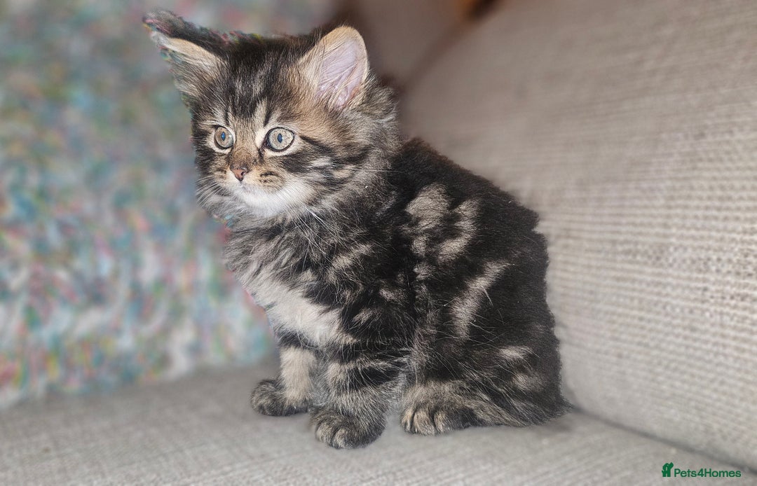 Persian cats for sale: Persian Kittens ready now - Image 5