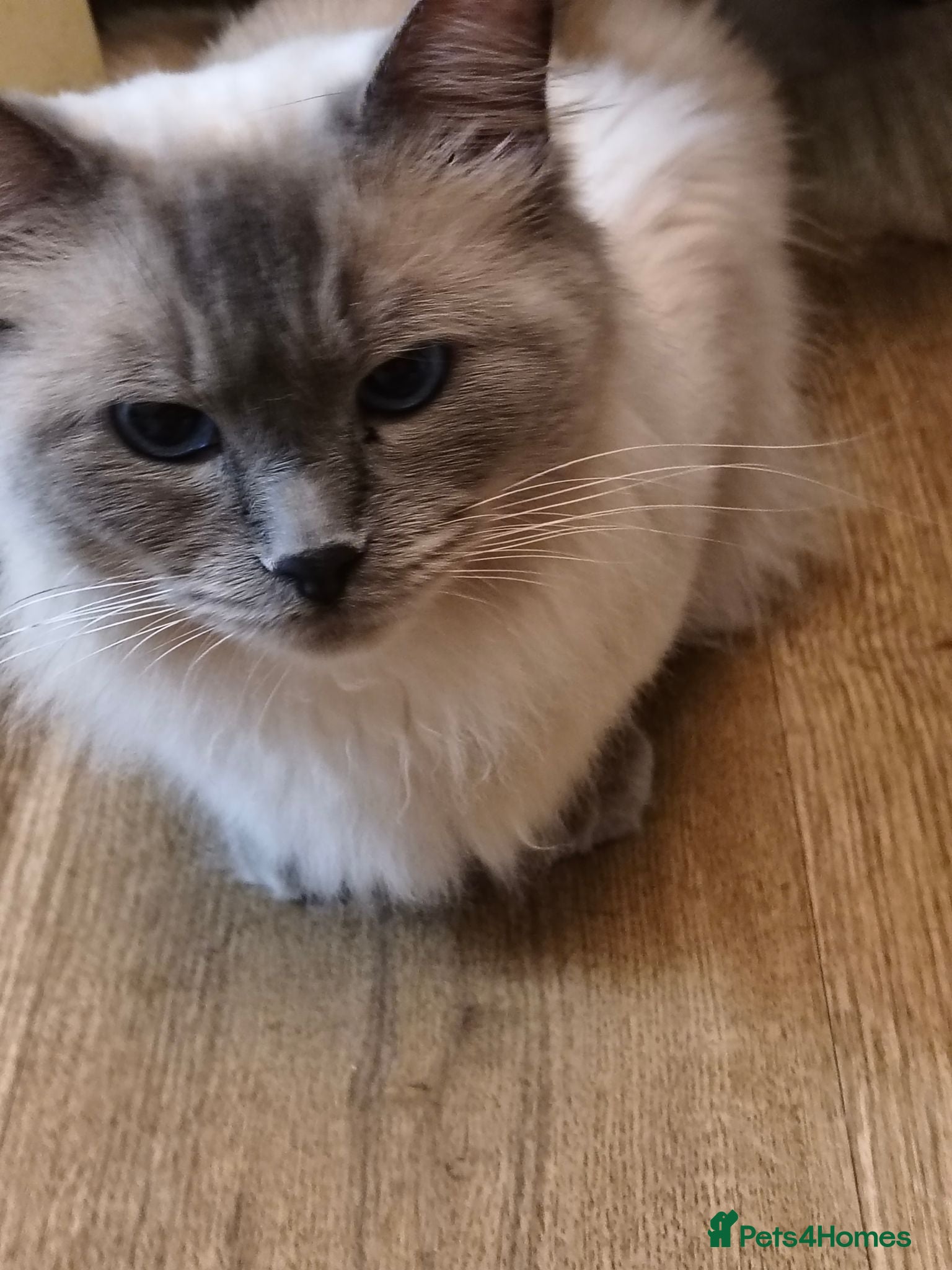 Ragdoll cats Gorgeous little of Ragdolls  - Advert 1