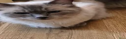 Ragdoll cats for sale: Gorgeous little of Ragdolls  - Advert 2