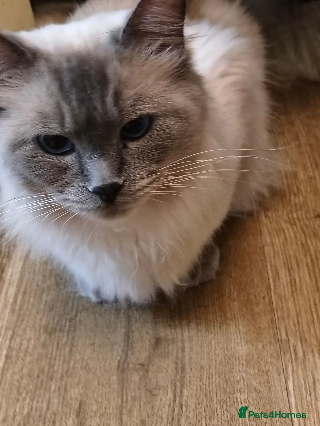 Ragdoll cats for sale: Gorgeous little of Ragdolls  - Advert 2