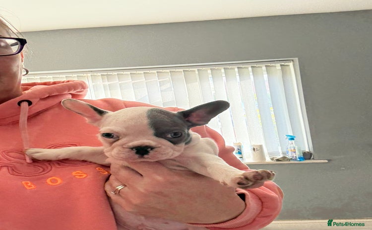 French Bulldog dogs - Advert 10
