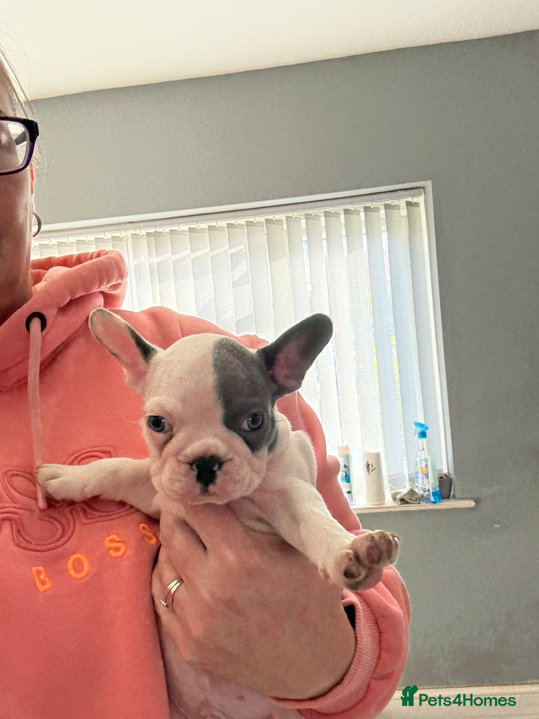 French Bulldog dogs for sale: Best sofa needed  - Image 1