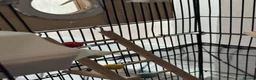 Budgerigars birds for sale: Pair of Beautiful Budgies with Cage and Toy - Advert 10