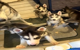 Siberian Husky dogs for sale: Strong Chunky Siberian Husky puppy’s  - Image 35