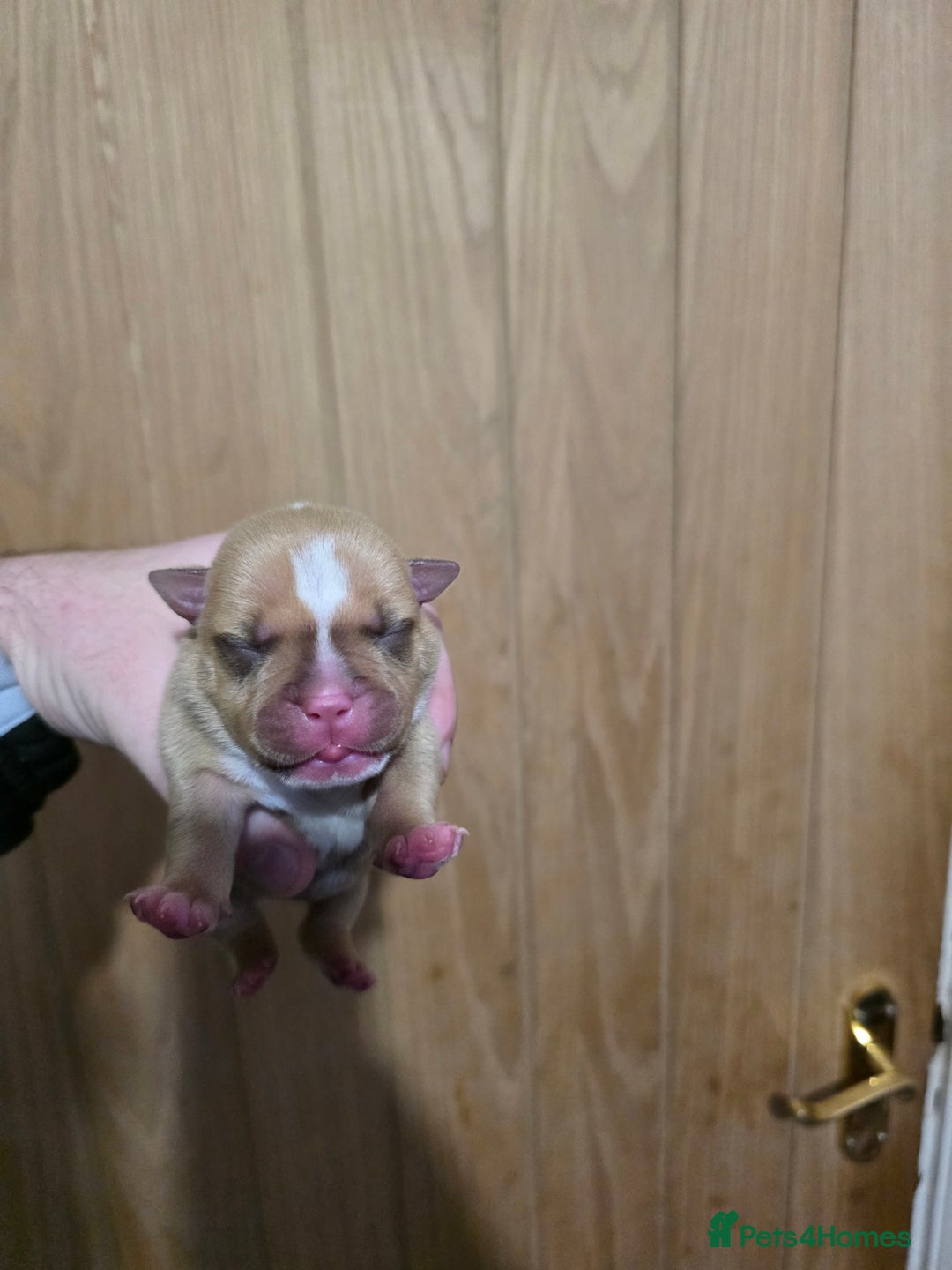 American Bully dogs for sale: Pocket bully puppies - Advert 11