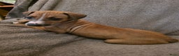 Mixed Breed dogs for sale: Italian Greyhound x Bull Greyhound Puppies - Advert 11