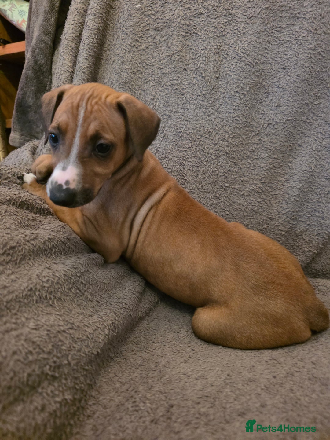 Mixed Breed dogs for sale: Italian Greyhound x Bull Greyhound Puppies - Advert 11