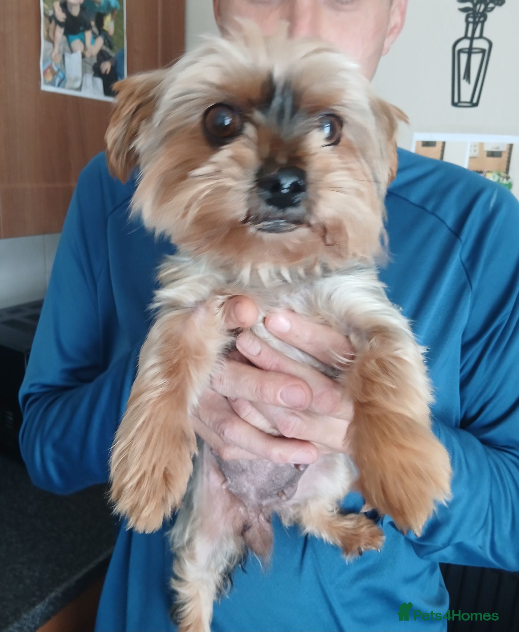 Yorkshire Terrier dogs  **  yorkshire terrior - Advert 3