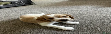 Mixed Breed 2