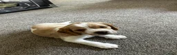 Mixed Breed dogs for sale: Beagle/Red Fox Lab x Red Fox Lab pups - Advert 4