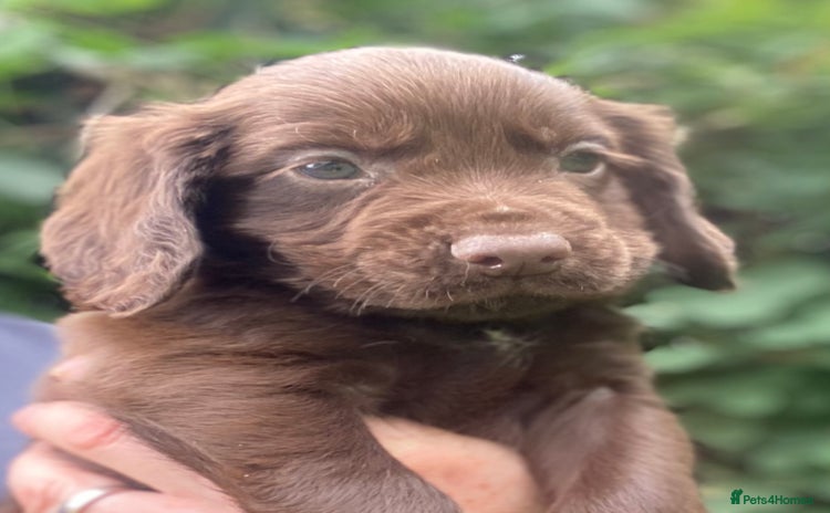 Cocker Spaniel dogs - Advert 4