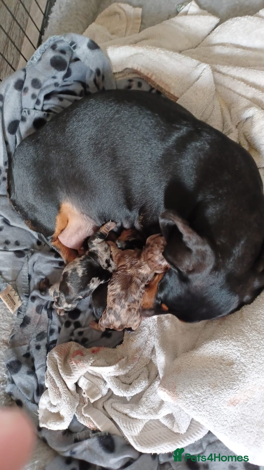 Miniature Dachshund dogs for sale: Adorable Miniature Dachshund Puppies Ready Now in Knottingley - Advert 2
