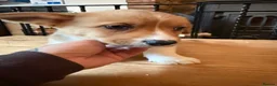 Welsh Corgi Cardigan dogs for sale: 🐶 3 pups left 🐶 Cardigan Corgi puppies 🐾 - Advert 33