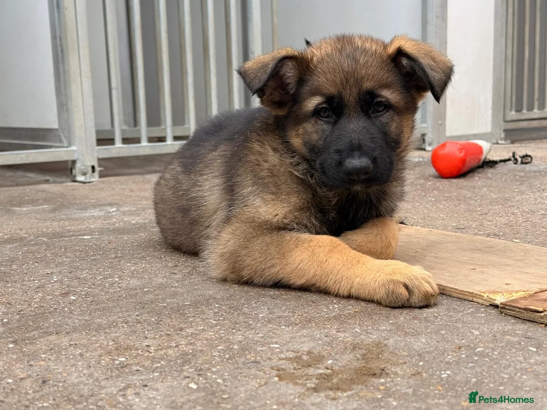 German Shepherd dogs for sale: Kc Gsd pups READY NOW 1 SABLE FEMALE AVAILABLE  - Advert 2