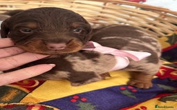 Dachshund dogs for sale: Dachshund  - Advert 13