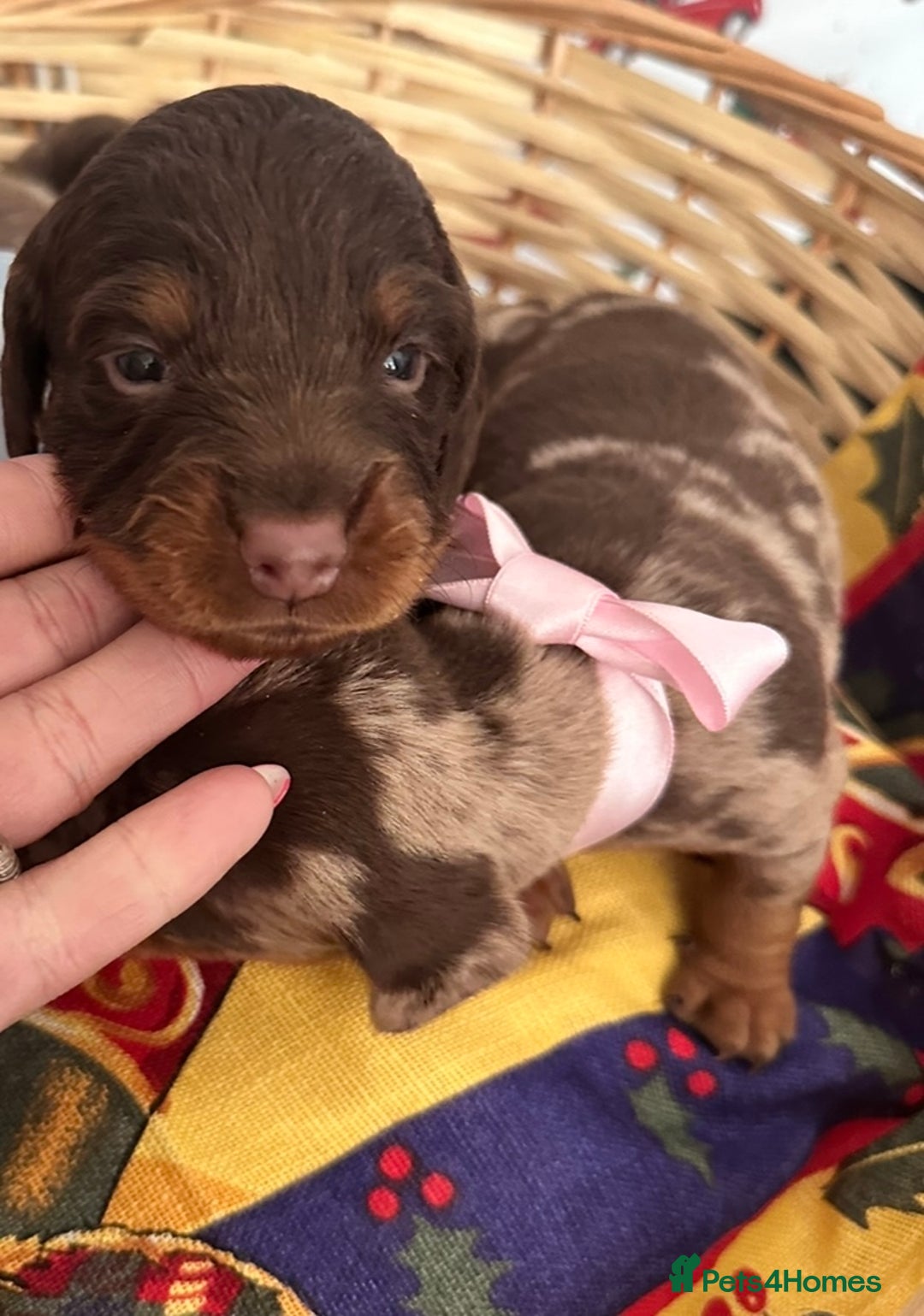 Dachshund dogs for sale: Dachshund  - Advert 13