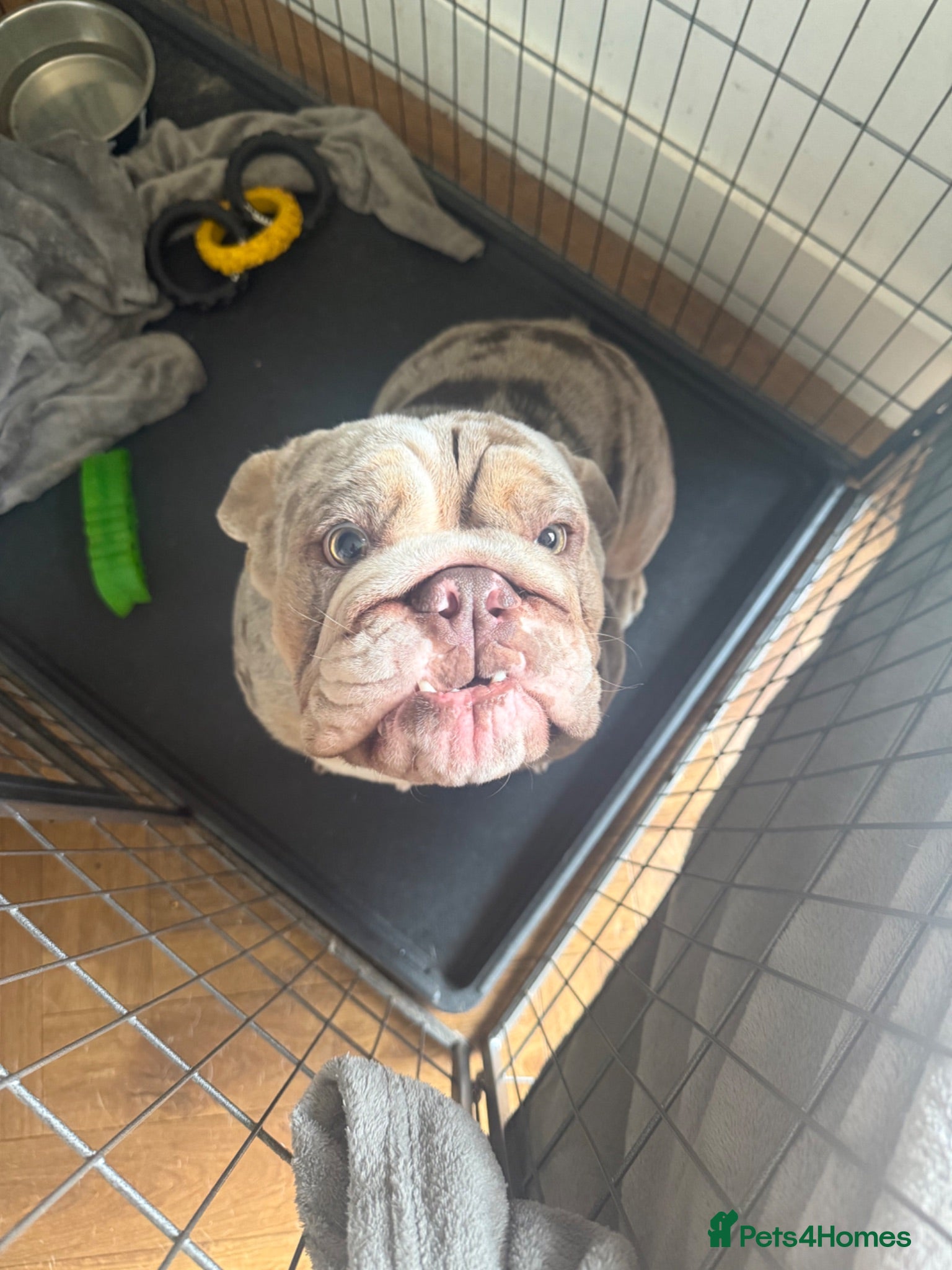 English Bulldog dogs English bulldog - Advert 3